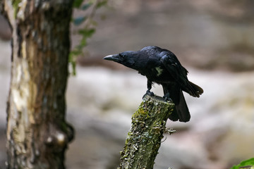 Carrion crow on a tree stump