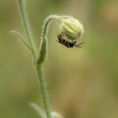 fly ant on the bud