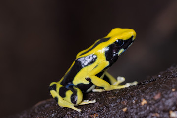 Dendrobates tinctorius 