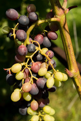 Grapes on a vine with a green background