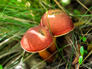 Xerocomus mushroom in the forest. Edible mushroom. 