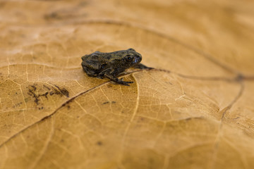 Freshly metamorphosed common toad on leaf litter