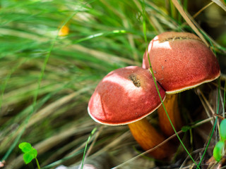 Xerocomus mushroom in the forest. Edible mushroom. 