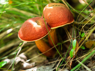 Xerocomus mushroom in the forest. Edible mushroom. 