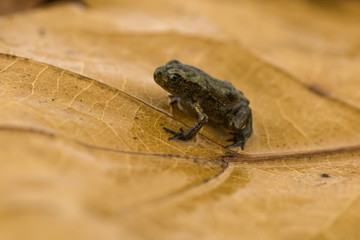 Freshly metamorphosed common toad on leaf litter