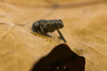 Freshly metamorphosed common toad on leaf litter