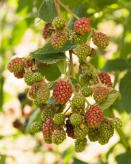 Blackberry on a bush with a green background