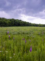 636-04 Blazing Star & Storm Cloud, Nachusa