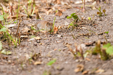 Field mouse looking for food