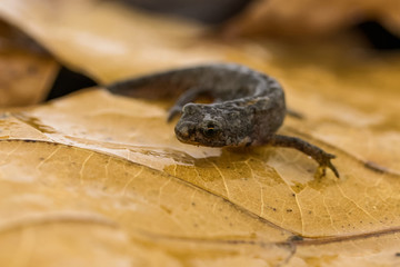 Great crested newt on leaf litter