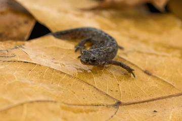 Great crested newt on leaf litter