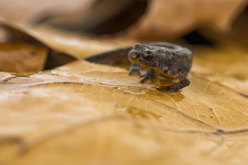Great crested newt on leaf litter