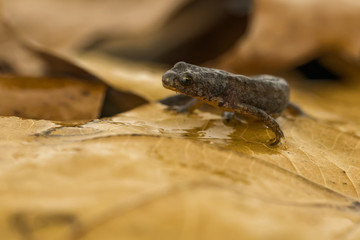Great crested newt on leaf litter