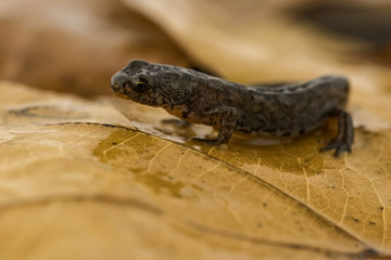 Great crested newt on leaf litter