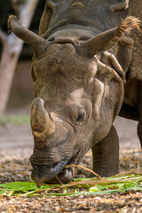 Great one-horned rhinoceros eating grass