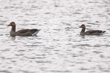 Greylag goose swimming on a lake