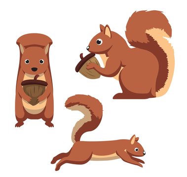 Cute Squirrel Cartoon Vector Illustration