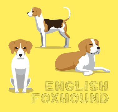 Dog English Foxhound Cartoon Vector Illustration