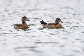 Nile geese swimming on a lake