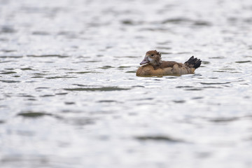 Nile goose swimming on a lake