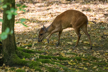 Red forest duiker looking for food in the shade of a tree