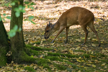 Red forest duiker looking for food in the shade of a tree