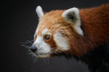 Red panda in front of a dark background