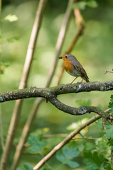 Red robin sitting on a branch with a spider in its beak