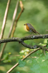Red robin sitting on a branch with a spider in its beak