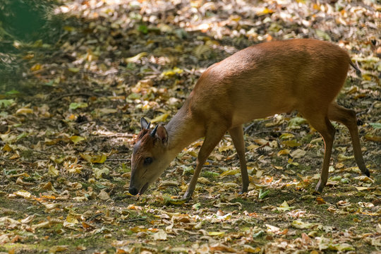 Red forest duiker looking for food in the shade of a tree