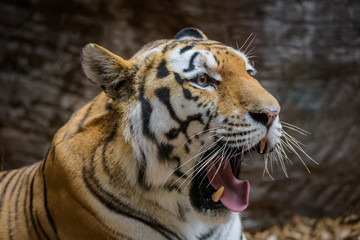 Male Siberian Tiger yawning