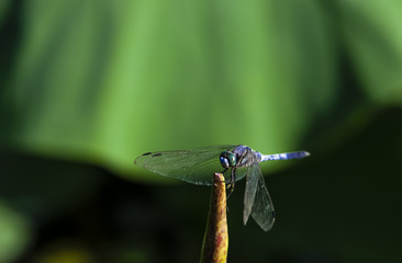 Dragonfly and lotus leaf