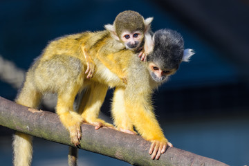 Obraz premium A young squirrel monkey riding on its mothers back