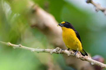 Violaceous euphonia