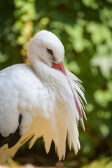 Closeup of a white stork