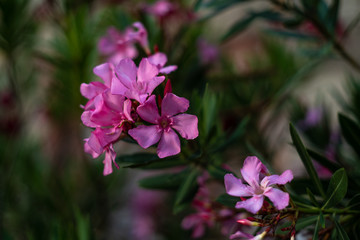 Oleander