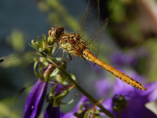 Amazing DragonFly