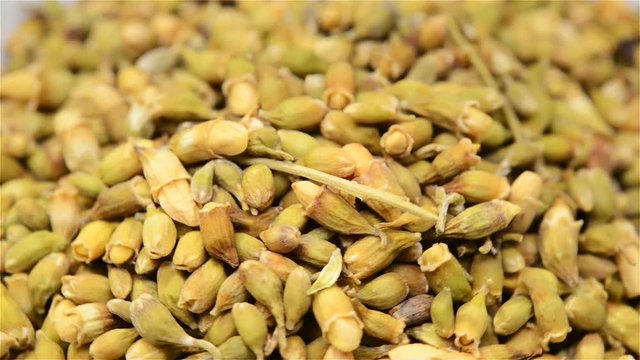Chinese herb medicine of Sophorae Flos or Black Locust Flower rotating close up