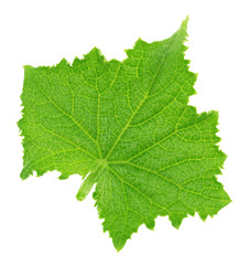 Fototapeta premium Cucumber leaf isolated on a white. Detailed retouch.