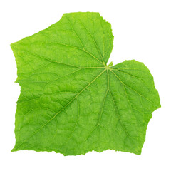 Cucumber leaf isolated on a white. Detailed retouch.