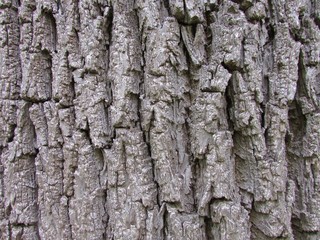 Tree bark texture