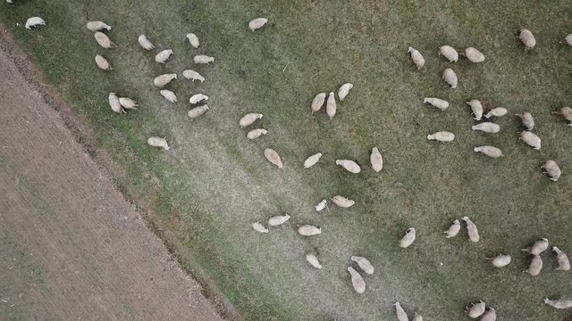 Gregge di pecore al pascolo a Castellazzo nei pressi di Milano l, Italia . Vista aerea 