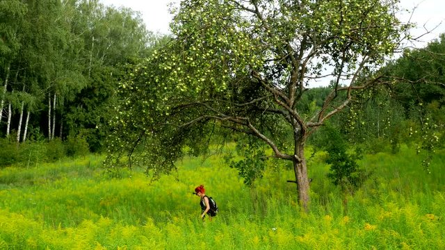 Travel girl plucks apples from a tree at summer meadow with green tall grass