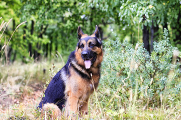 Dog German Shepherd in a forest in a summer