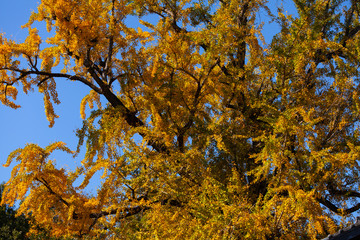 紅葉　大イチョウ13