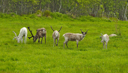 Obraz na płótnie Canvas Wild reindeer in norwegian nature during summer time