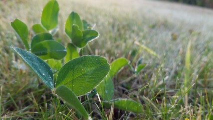 Clover in the field covers with dew in early morning