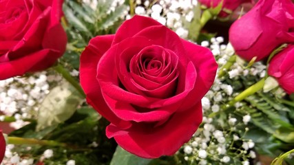 Red roses full blossom in close up