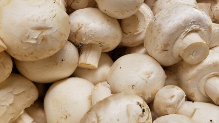 White mushrooms in close up