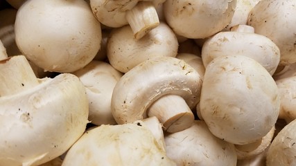 White mushrooms in close up